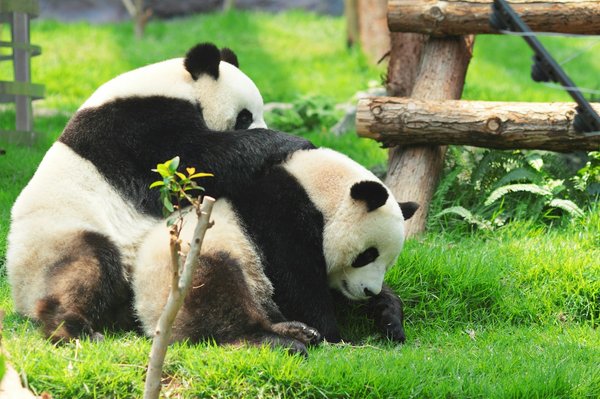 Quels sont les meilleurs conseils pour une visite des sanctuaires de pandas en Chine?